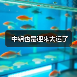 中铝也是迎来大运了（图2）