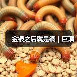 金银之后就是铜|巨潮(图4) 金银之后就是铜|巨潮(图4)