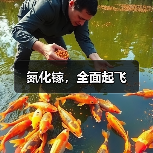 氮化镓，全面起飞（图1）