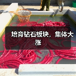 培育钻石板块，集体大涨（图1）