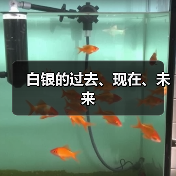 白银的过去、现在、未来（图4）