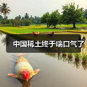 中国稀土终于喘口气了（图1）