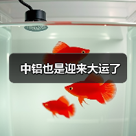 中铝也是迎来大运了（图1）