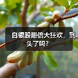 白银股翻倍大狂欢,到头了吗?(图2) 白银股翻倍大狂欢,到头了吗?(图2)