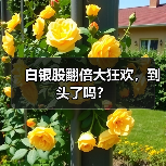 白银股翻倍大狂欢,到头了吗?(图1) 白银股翻倍大狂欢,到头了吗?(图1)