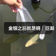 金银之后就是铜|巨潮(图1) 金银之后就是铜|巨潮(图1)