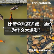 比黄金涨得还猛，钴价为什么大爆发？（图3）