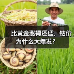 比黄金涨得还猛，钴价为什么大爆发？（图4）