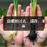 白银的过去、现在、未来(图4) 白银的过去、现在、未来(图4)
