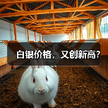 白银价格,又创新高?(图4) 白银价格,又创新高?(图4)