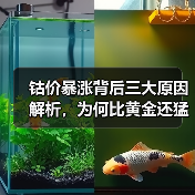 钴价暴涨背后三大原因解析,为何比黄金还猛?(图2) 钴价暴涨背后三大原因解析,为何比黄金还猛?(图2)