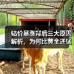 钴价暴涨背后三大原因解析,为何比黄金还猛?(图4) 钴价暴涨背后三大原因解析,为何比黄金还猛?(图4)