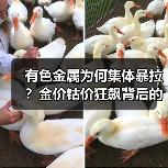 有色金属为何集体暴拉?金价钴价狂飙背后的逻辑揭秘(图3) 有色金属为何集体暴拉?金价钴价狂飙背后的逻辑揭秘(图3)