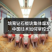 培育钻石板块集体爆发,中国技术如何掌控全球芯片命脉?(图2) 培育钻石板块集体爆发,中国技术如何掌控全球芯片命脉?(图2)