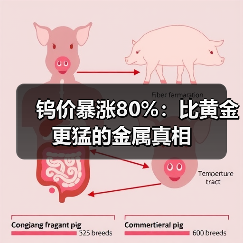 钨价暴涨80%:比黄金更猛的金属真相(图4) 钨价暴涨80%:比黄金更猛的金属真相(图4)