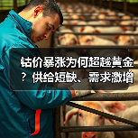 钴价暴涨为何超越黄金?供给短缺、需求激增与资金流入三重共振(图1) 钴价暴涨为何超越黄金?供给短缺、需求激增与资金流入三重共振(图1)