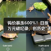 钨价暴涨600%!日涨万元破纪录,创历史 钨价暴涨600%!日涨万元破纪录,创历史