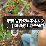 培育钻石板块集体大涨,中国如何主导全球产业?(图1) 培育钻石板块集体大涨,中国如何主导全球产业?(图1)