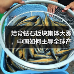 培育钻石板块集体大涨,中国如何主导全球产业?(图2) 培育钻石板块集体大涨,中国如何主导全球产业?(图2)
