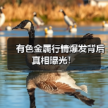 有色金属行情爆发背后真相曝光!(图4) 有色金属行情爆发背后真相曝光!(图4)