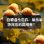 白银逼仓危机:暴涨暴跌背后的真相是?(图2) 白银逼仓危机:暴涨暴跌背后的真相是?(图2)