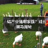 钴产业链哪家强？成长黑马揭秘（图4）