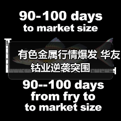 有色金属行情爆发 华友钴业逆袭突围（图2）
