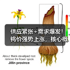 供应紧张+需求爆发！钨价强势上涨，核心概念股强势拉升（图1）