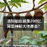 洛阳钼业暴涨200亿,背后神秘大佬是谁?(图1) 洛阳钼业暴涨200亿,背后神秘大佬是谁?(图1)