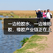 一边抢胶水,一边堆标胶,橡胶产业链正在上演“冰火两重天”(图4) 一边抢胶水,一边堆标胶,橡胶产业链正在上演“冰火两重天”(图4)