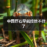 中国巨石早就按捺不住了(图1) 中国巨石早就按捺不住了(图1)