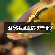 圣泉集团直接被干懵了(图2) 圣泉集团直接被干懵了(图2)